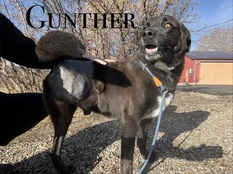 Gunther