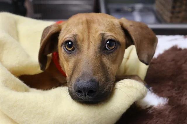 A young medium-sized female Mixed Breed dog named Georgia for adoption in Columbia, SC