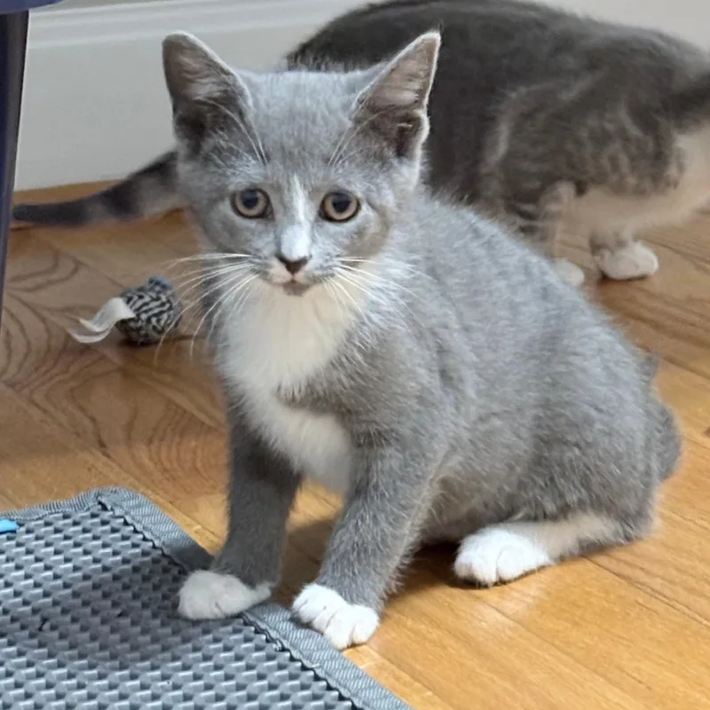 A baby medium-sized female Gray / Blue / Silver Russian Blue cat named Paws for adoption in Hyattsville, MD