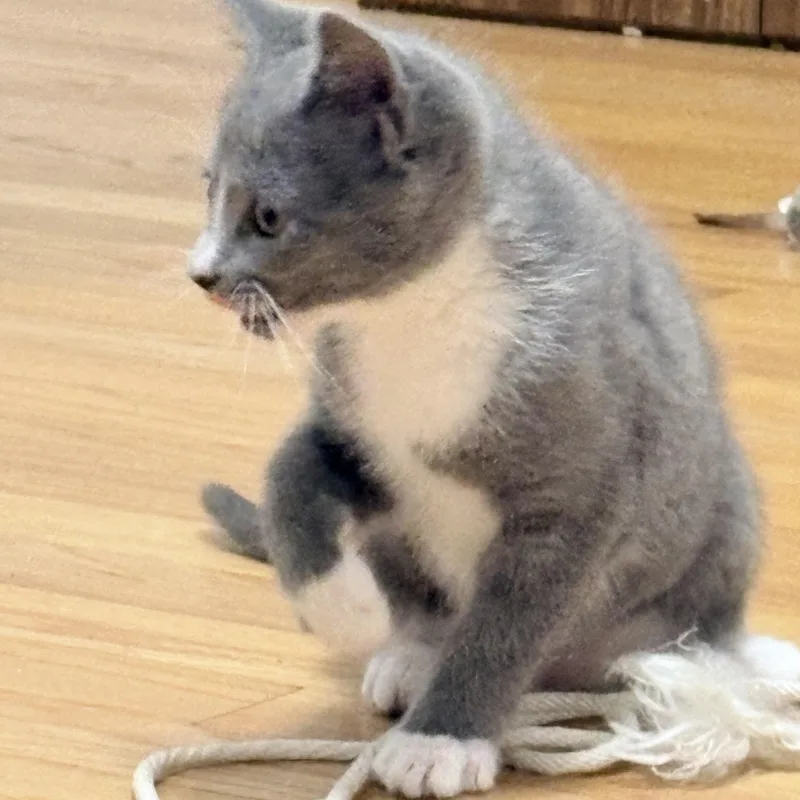 Paws thumbnail 4