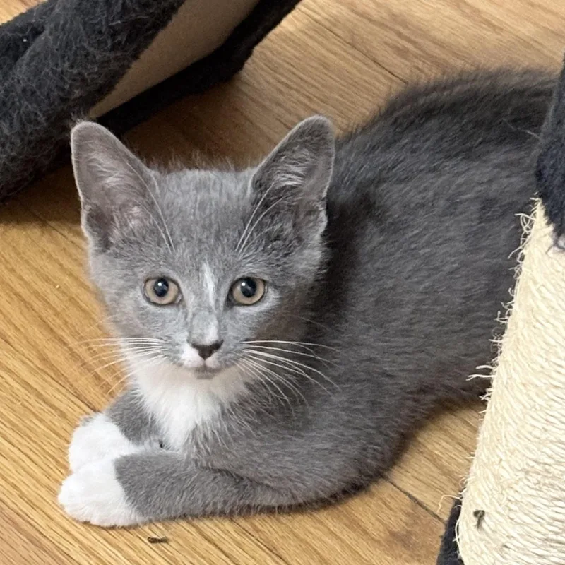 Paws thumbnail 5