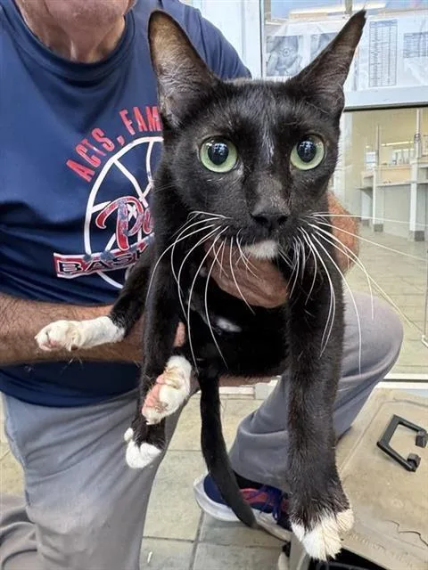 A young small-sized female Domestic Short Hair cat named Sylvester for adoption in San Antonio, TX