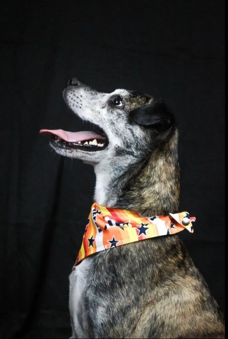 An adult small-sized male Brindle Terrier dog named Mango for adoption in Houston, TX