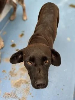 An adult medium-sized female Labrador Retriever dog named Wilma for adoption in Gainesville, FL