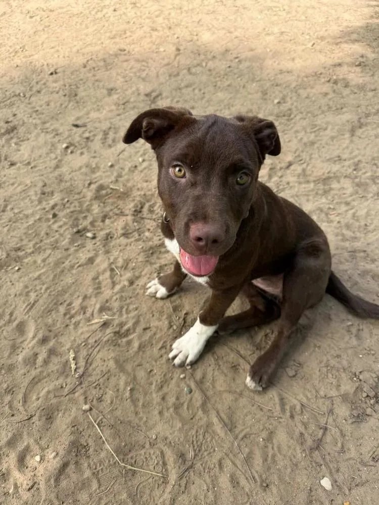 A young medium-sized female Tricolor (Brown, Black, & White) Labrador Retriever dog named Coco for adoption in Kalamazoo, MI