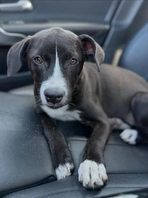 An adult medium-sized female Mixed Breed dog named Lilly for adoption in Miami, FL