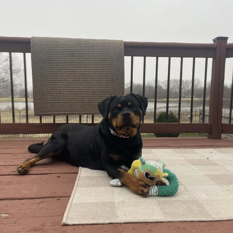 An adult large-sized female Black Rottweiler dog named Nova for adoption in Wichita, KS