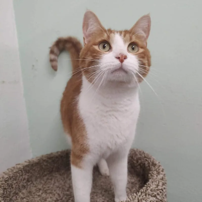An adult small-sized male White Domestic Short Hair cat named Miso for adoption in Las Cruces, NM