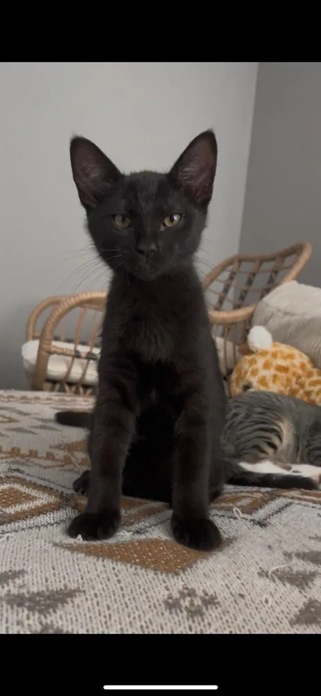 A baby small-sized male Black Domestic Short Hair cat named Jan for adoption in Hudson, NH