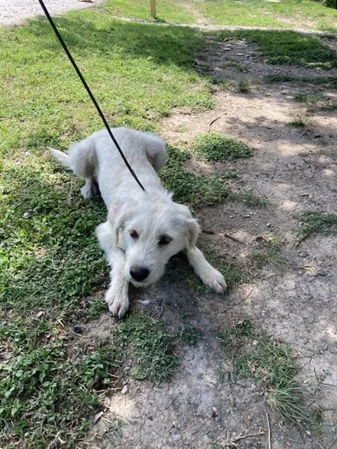 A young medium-sized male Mixed Breed dog named Snoopy for adoption in Dallas, TX