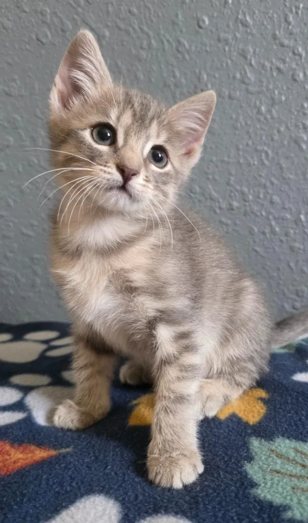 A baby small-sized female Domestic Short Hair cat named Wren for adoption in Stillwater, OK