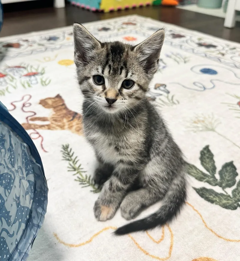 A baby medium-sized female Domestic Long Hair cat named Cherry & Gojiberry for adoption in Medfield, MA