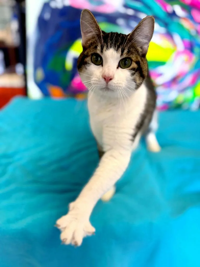 Bugs Bunny thumbnail 3