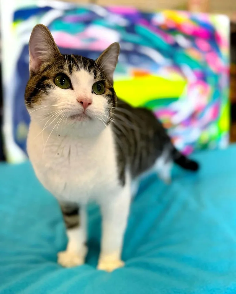 Bugs Bunny thumbnail 4