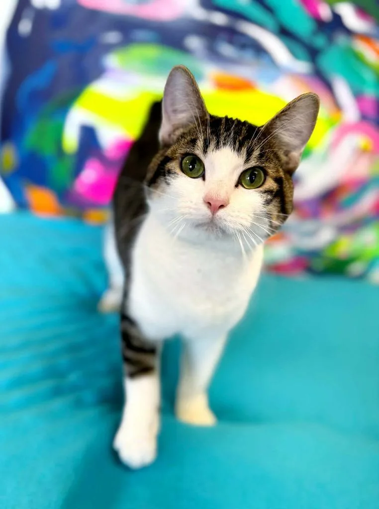 Bugs Bunny thumbnail 5