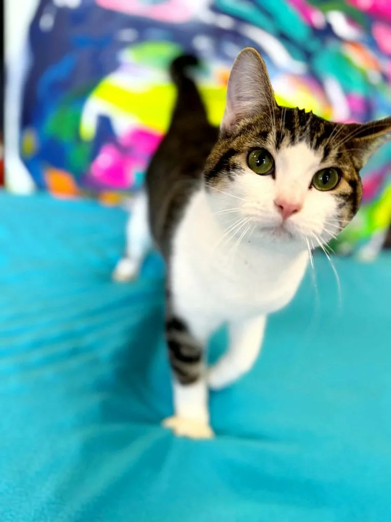 Bugs Bunny thumbnail 6