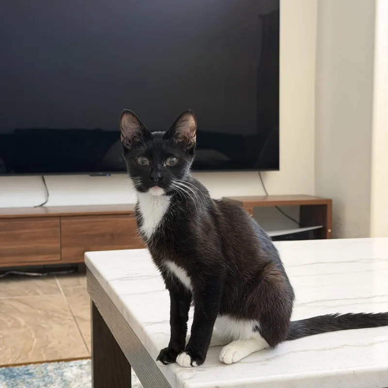 A baby small-sized male Domestic Short Hair cat named Pluto for adoption in Chandler, AZ