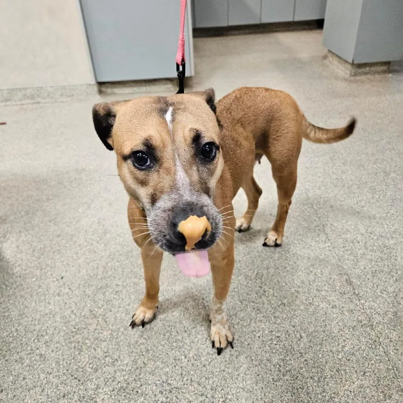 An adult medium-sized female Yellow / Tan / Blond / Fawn Mixed Breed dog named Izzy for adoption in Jacksonville, FL