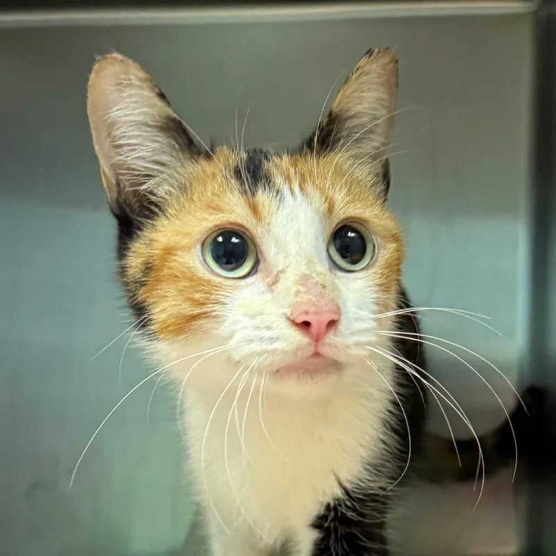 A baby small-sized female Calico Domestic Short Hair cat named Taya for adoption in Jacksonville, AR