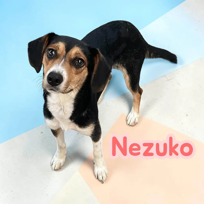 A young small-sized female Beagle dog named Nezuko for adoption in Chuckey, TN