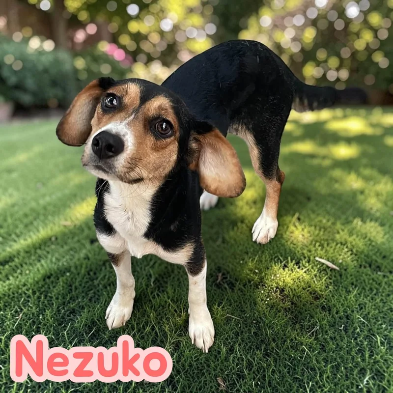 Nezuko thumbnail 3