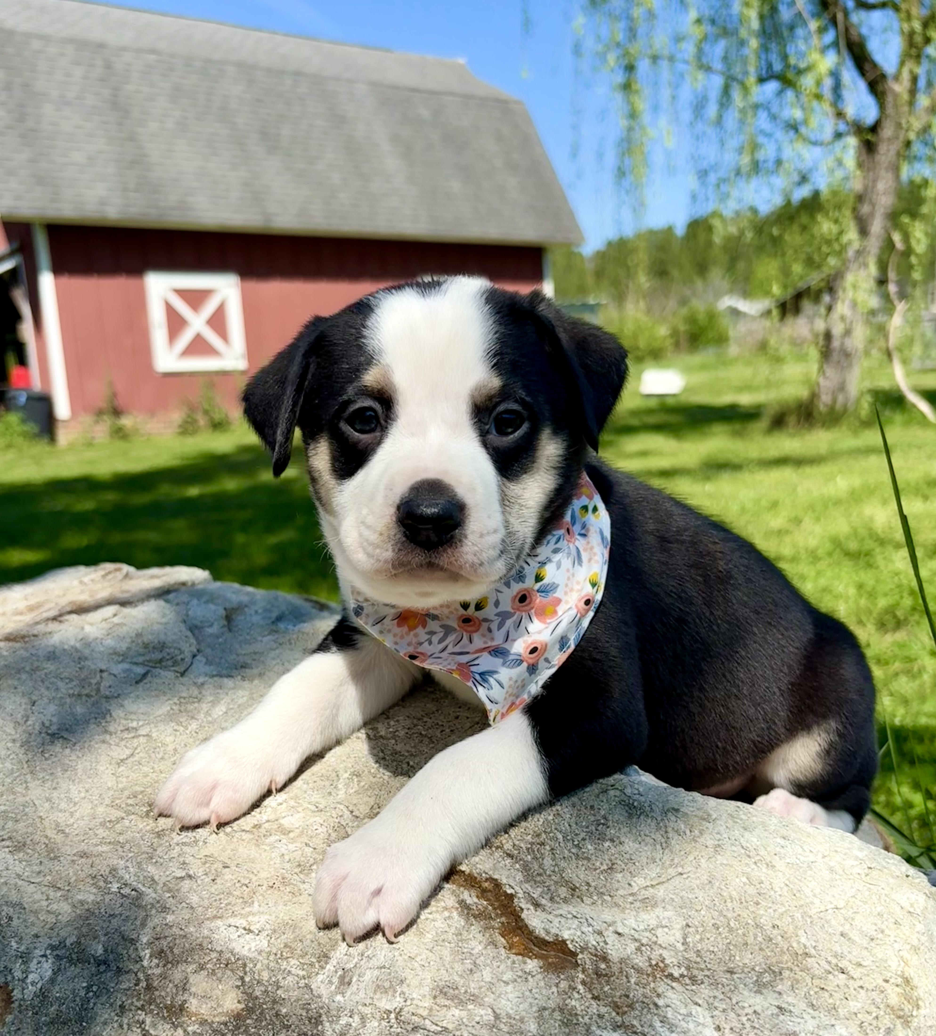 Amelia