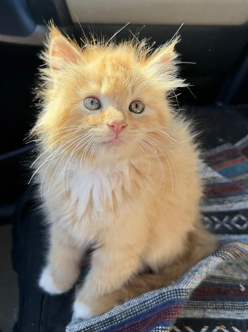 A baby extra large-sized male Orange & White Maine Coon cat named Tony for adoption in toledo, OH