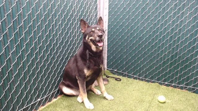 An adult medium-sized female German Shepherd Dog dog named Sasha for adoption in Downey, CA