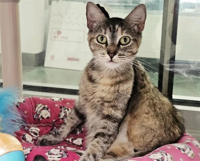 A young medium-sized female Domestic Short Hair cat named Ernesta for adoption in Albuquerque, NM