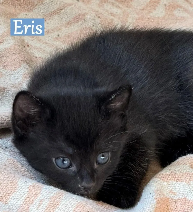 A baby medium-sized male Domestic Short Hair cat named Eris for adoption in Hoover , AL
