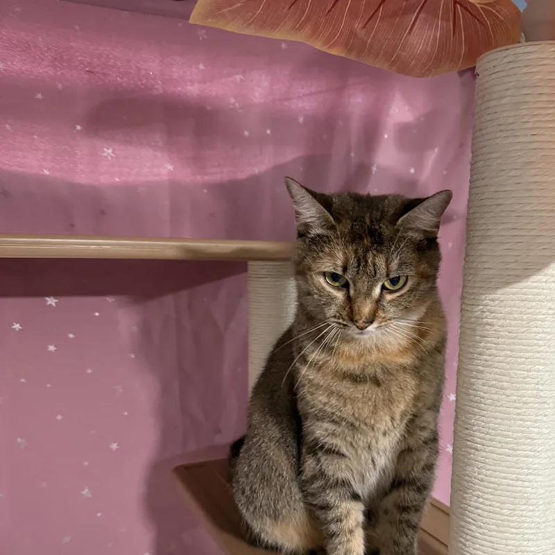 A young medium-sized female Domestic Short Hair cat named Ms. Rhody Norris for adoption in Huntington, MA