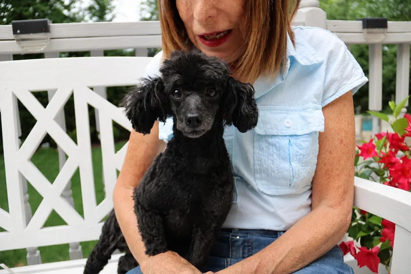 An adult small-sized female Poodle (Toy) dog named Aria for adoption in POTOMAC, MD