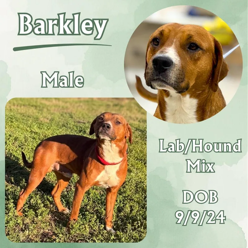 A young medium-sized male Red / Chestnut / Orange Hound dog named Barkley for adoption in Caldwell, TX