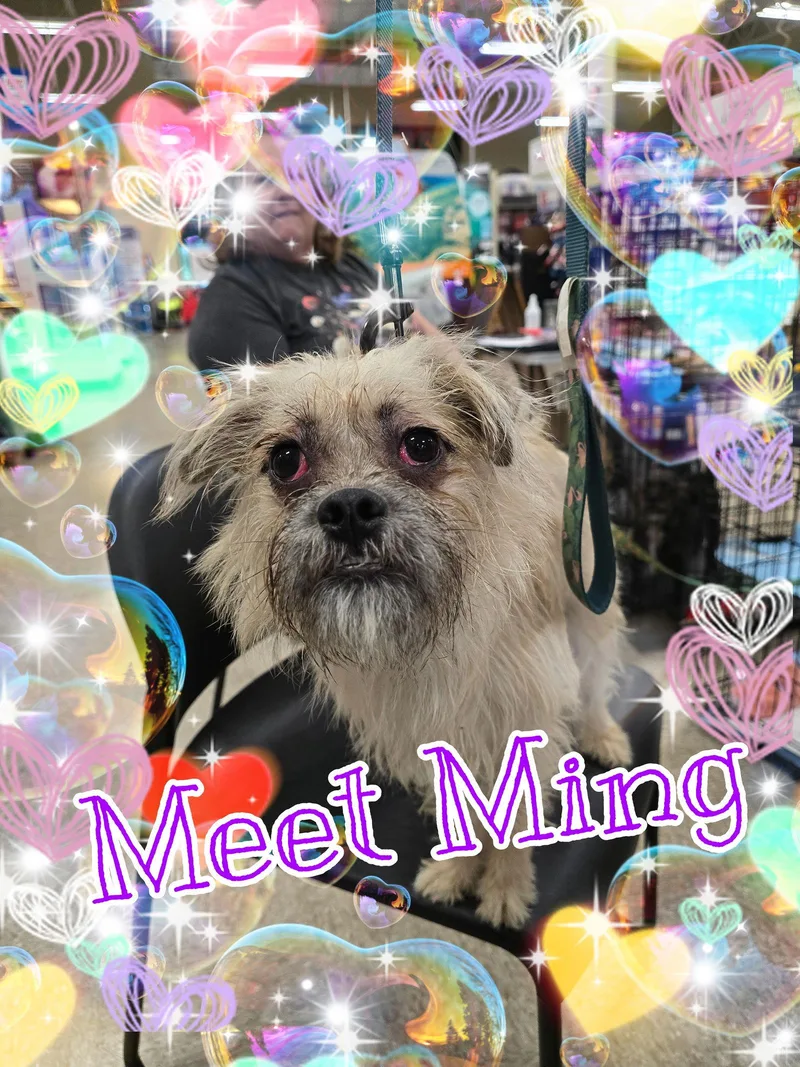 Ming thumbnail 3