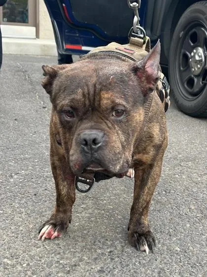 An adult large-sized male Mixed Breed dog named Butterfly for adoption in Eugene, OR