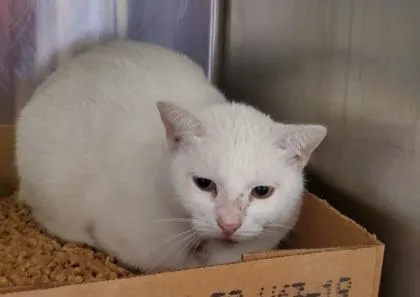 An adult large-sized female Domestic Short Hair cat named Ricotta for adoption in Kansas City, MO