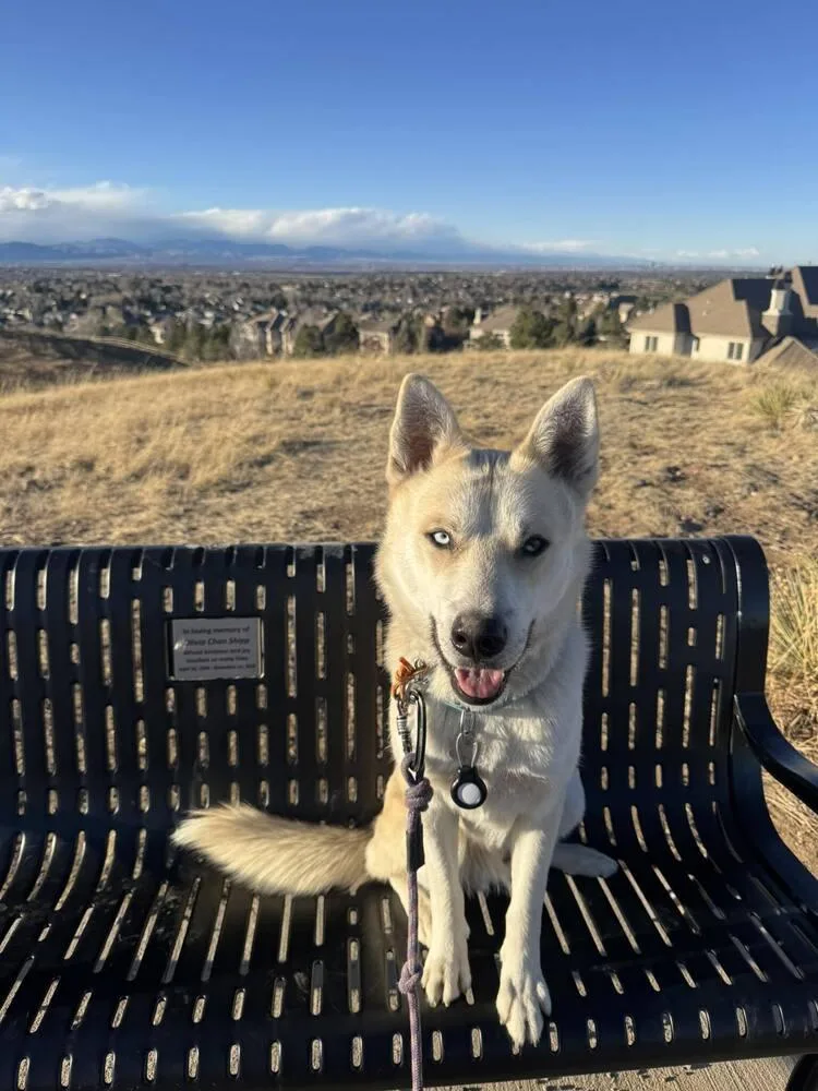 An adult medium-sized male Siberian Husky dog named Runner for adoption in Littleton, CO