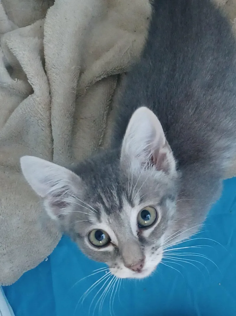 A young medium-sized female Tabby cat named Ariel for adoption in Royal Palm Beach, FL