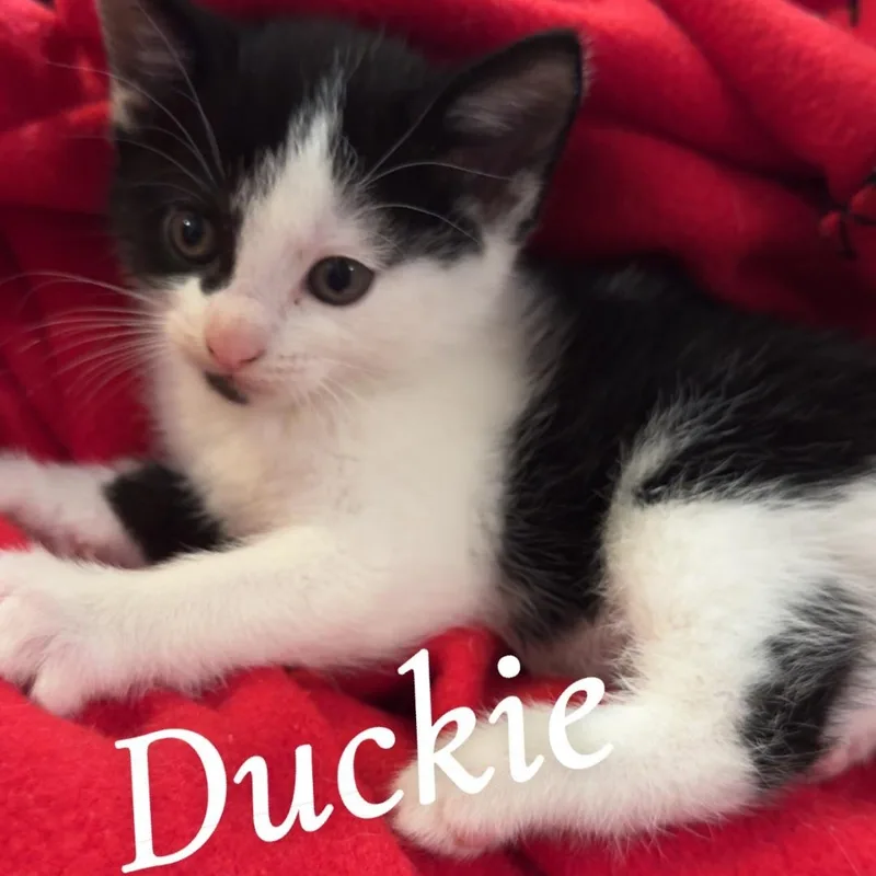 Duckie