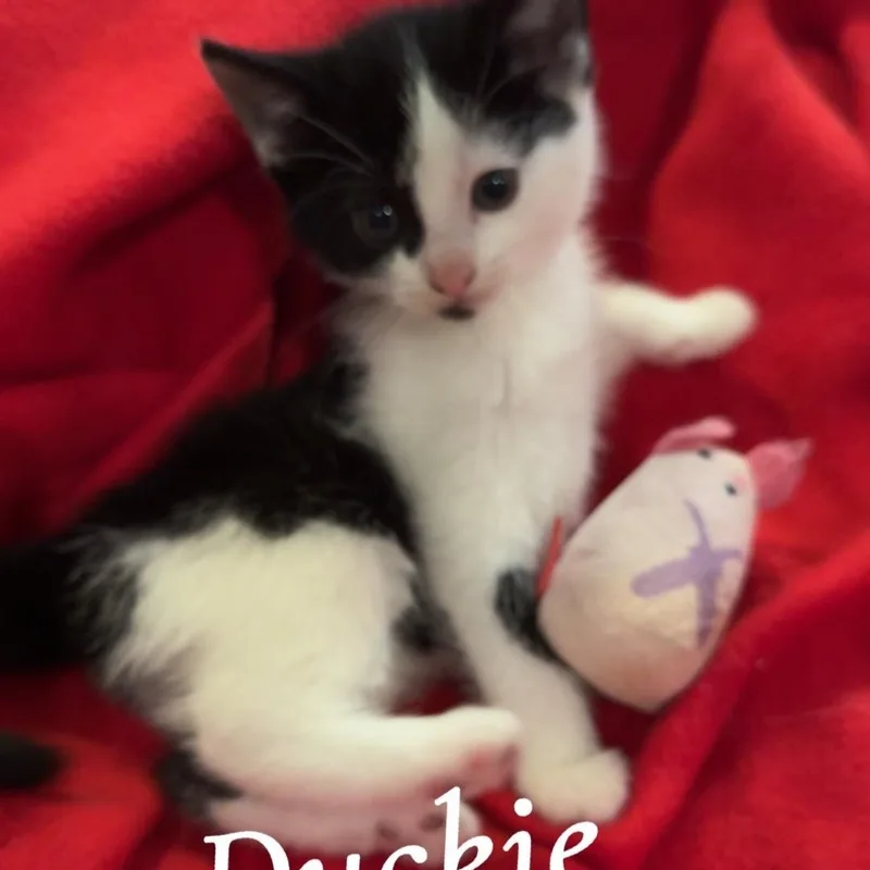 Duckie thumbnail 2