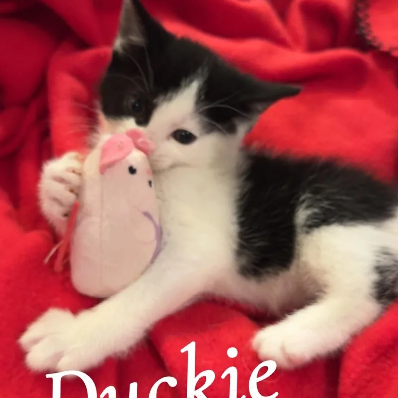 Duckie thumbnail 3