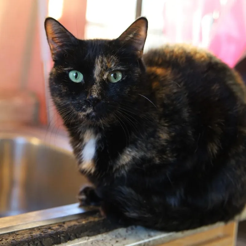 A young medium-sized female Tortoiseshell Domestic Short Hair cat named Journey for adoption in Tulsa, OK