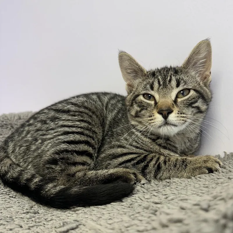 A baby small-sized female Gray / Blue / Silver Domestic Short Hair cat named Kylian for adoption in Boston, MA