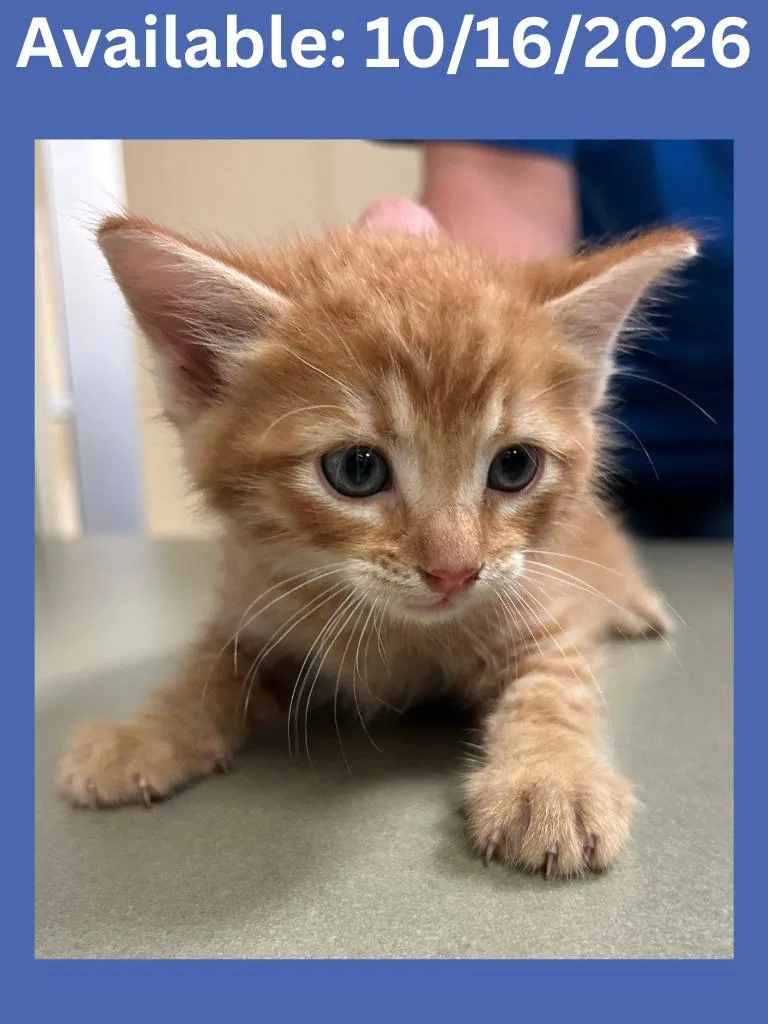 A baby medium-sized male Domestic Short Hair cat named Cat Condo for adoption in Greenville, TX