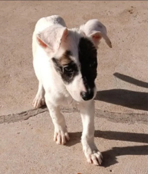 A baby small-sized female Spaniel dog named Carmen for adoption in Thompson Falls, MT