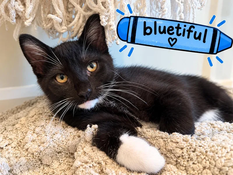 A baby medium-sized male Domestic Short Hair cat named Bluetiful for adoption in Blaine, MN