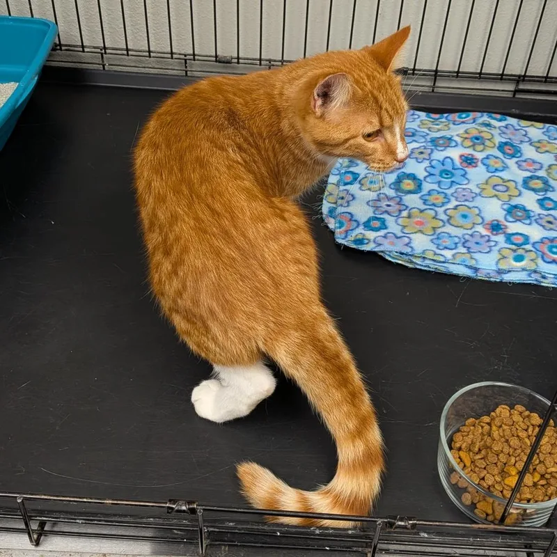 A young medium-sized male Domestic Short Hair cat named Morris for adoption in Hannibal, MO