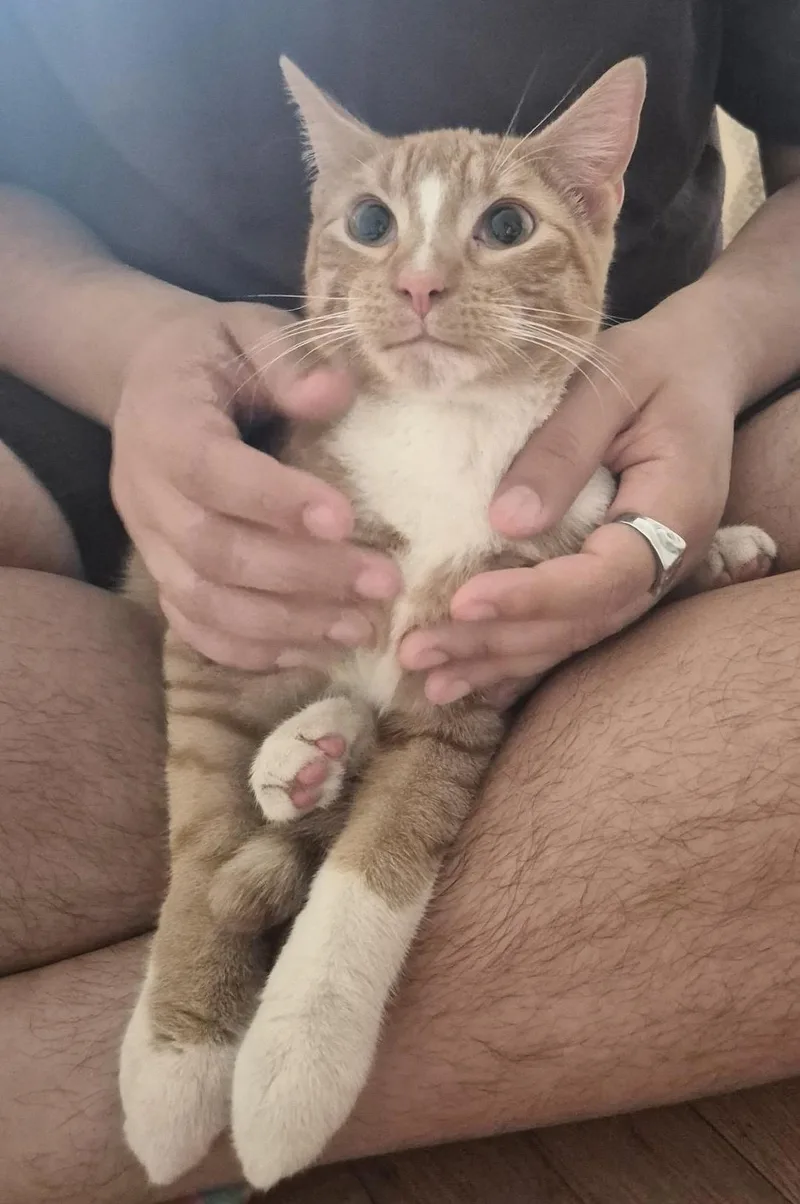 A young medium-sized male Orange & White Domestic Short Hair cat named Tangelo for adoption in New York, NY