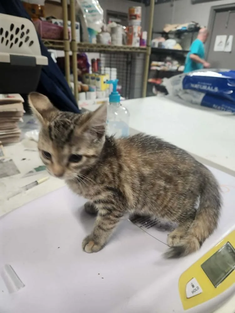 A young medium-sized female Domestic Short Hair cat named Willow @ Petsmart Jackson for adoption in Lexington, TN