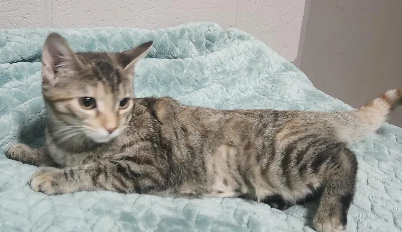 Willow @ Petsmart Jackson thumbnail 2